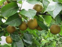 راهنمای کاشت و نگهداری گلابی وحشی