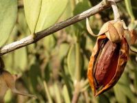 راهنمای کاشت و تکثیر درختچه جوجوبا