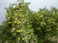 راهنمای کاشت و تکثیر درخت گلابی