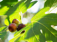 خواص برگ انجیر : ۱۶ خاصیت دارویی و درمانی برگ درخت انجیر