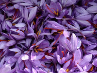 ۱۲ خاصیت اثبات شده دارویی و درمانی گلبرگ زعفران