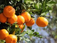 آموزش کاشت و پرورش درخت نارنگی در خانه
