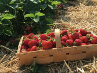 آموزش کاشت بوته توت فرنگی در منزل : نحوه نگهداری گیاه توت فرنگی