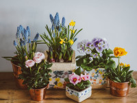 اصول هرس گیاهان آپارتمانی + انواع هرس گیاهان خانگی