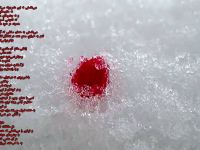 اشعار برای شهدا | برترین شعرهای احساسی و زیبا درباره شهیدان