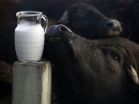 ۱۰خاصیت باور نکردنی شیر گاومیش و تفاوت آن با شیر گاو