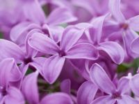 فواید بوی گل یاس برای شادابی روح و روان