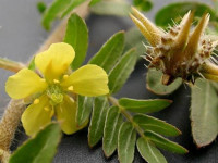 ۱۳ خاصیت حیرت انگیز گیاه خارخاسک برای درمان بیماری ها