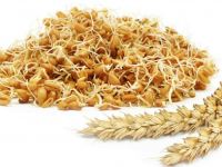 آشنایی با کالری، ارزش غذایی و خواص جوانه گندم + طرز تهیه
