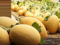 همه چیز درمورد خربزه و ارزش غذایی آن