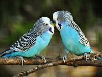 خارش مرغ عشق : بیماری های مرغ عشق و درمان آن