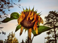 نشانه‌های آفتاب سوختگی گیاهان + درمان پژمردگی برگ گل