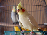 نحوه تشخیص نر یا ماده بودن عروس هلندی