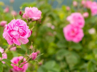 آیا گل سرخ همان گل محمدی است یا فرق دارد؟