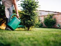 آیا می‌توان از آب‌ شور برای آبیاری درخت و کشاورزی استفاده کرد؟