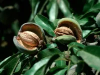 بهترین زمان کود دهی درخت بادام کی است؟