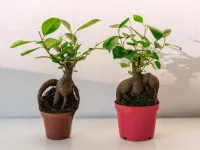مراقبت و نگهداری از گیاه فیکوس میکروکارپا (انجیر پرده ای)