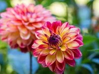 معرفی گل کوکب مکزیکی ، گونه ای خاص با زیبایی خیره کننده !