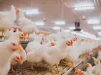 تاثیر سیر و زردچوبه در پرورش و تقویت طیور