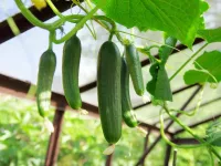بهترین کود برای افزایش بار خیار