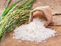 زمان کاشت و برداشت برنج هندی و ایرانی