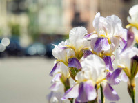 فواید بی نظیر گل زنبق برای زیبایی پوست و سلامت بدن