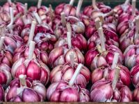 23 خاصیت اثبات شده دارویی درمانی سیر قرمز یا بنفش