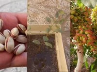 نحوه کاشت و پرورش درخت پسته در خانه