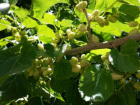 برگ درخت توت : خواص اعجاب انگیز چای و دمنوش برگ توت سفید