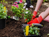 تفاوت خاک باغچه و خاک گلدان چیست ؟ هر کدام چه خصوصیاتی دارند ؟