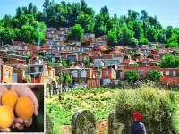 شهر زردآلو کجای ایران است ؟