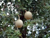 چگونگی کاشت بذر بائل فروت یا سیب چوبی هندی