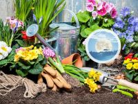ضدعفونی کردن خاک گلدان و باغچه برای جلوگیری از قارچ و کپک