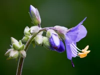 دستورالعمل نگهداری و پرورش گل آتشین (نردبان یعقوب)