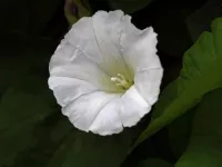 پرورش و تکثیر گل پیچک سفید در محیط باز یا محیط داخلی