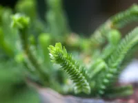 روش نگهداری از ساکولنت بندکفشی (ساکولنت کراسولا ماسکوسا)