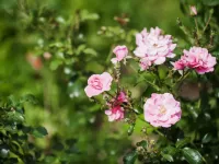 موثرترین روش ها برای از بین بردن شته گل محمدی
