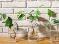 نحوه نگهداری گیاهان در آب و مزایای آن