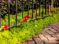 آشنایی با چمن فرانکینیا، گیاه بومی مقاوم