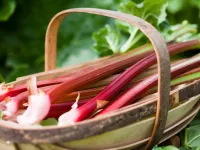 روش نگهداری ریواس (کوتاه مدت و بلند مدت)