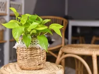 رطوبت پتوس رو چجوری تامین کنیم؟