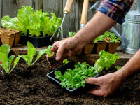 آشنایی با نحوه کاشت و پرورش ۷ مدل سبزی خوراکی در گلدان