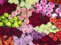 چه گل هایی انرژی مثبت منتقل می کنند ؟