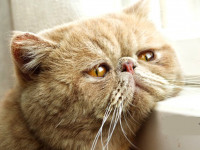 6 دلیل اصلی قهر کردن گربه خانگی و راهکارهای آن