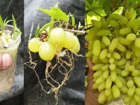 نحوه ی کاشت درخت انگور با یک حبه انگور!
