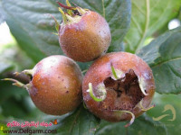 خواص میوه ازگیل و خاصیت های جالب ازگیل