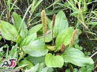 خواص بارهنگ در طب سنتی