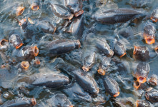 آشنایی طرح توجیهی پرورش ماهی گرمابی ( کپور )