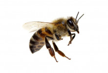 تعبیر خواب زنبور : دیدن زنبور در خواب نشانه چیست ؟