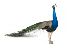 تعبیر خواب طاووس : دیدن طاووس در خواب نشانه چیست ؟